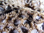 Zooanthid Polyps