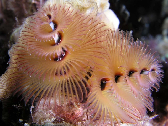 Christmas tree Worm