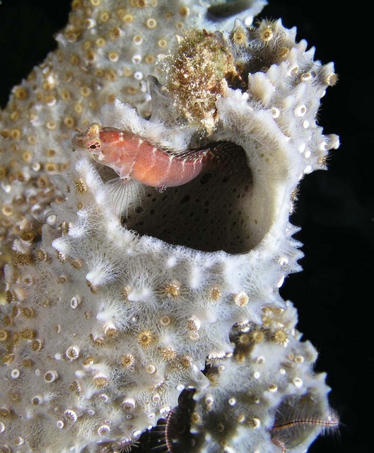 Blenny in Sponge