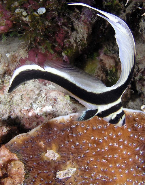 Juvenile Drumfish