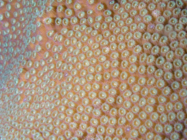 Coral