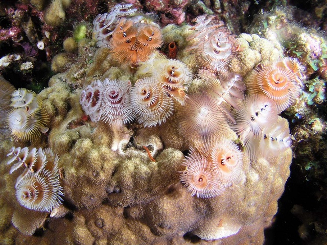 Christmas tree Worms