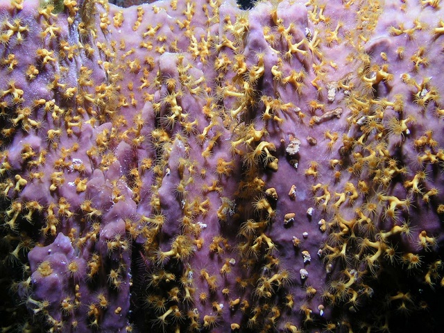 Purple Sponge