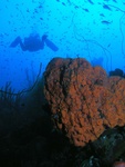Orange Sponge and Diver