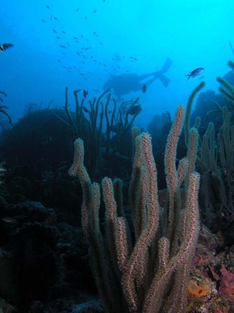 Reef and Diver