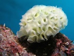 Lettuce Nudibranch