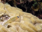 Goby on Cral