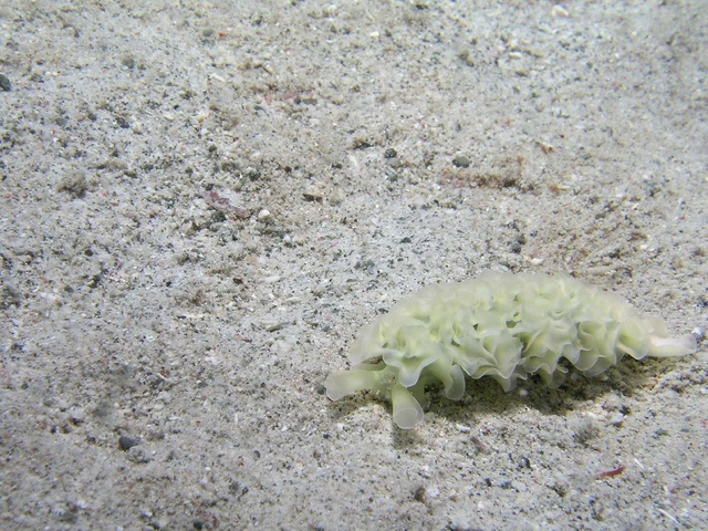 Lettuce Nudibranch