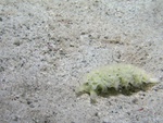 Lettuce Nudibranch