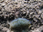 Lettuce Nudibranch