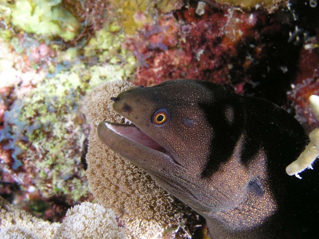 Moray Eel