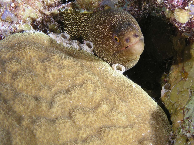 Moray Eel