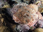 Scorpion fish