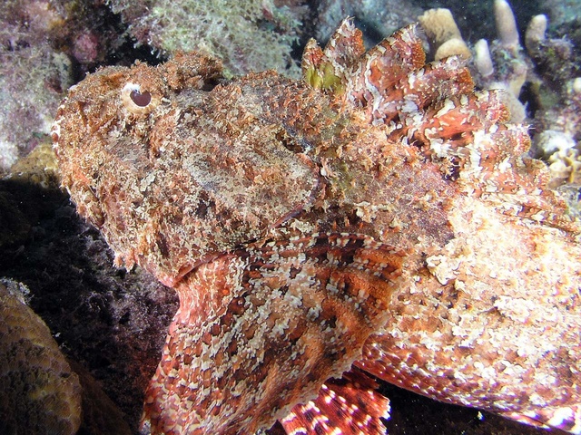 Scorpion fish