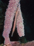 Trumpet fish