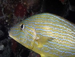 Blue-striped fish