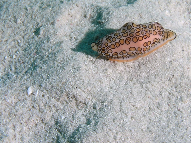 Flamingo Tongue