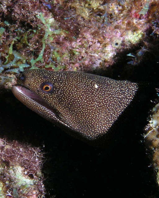 Moray Eel