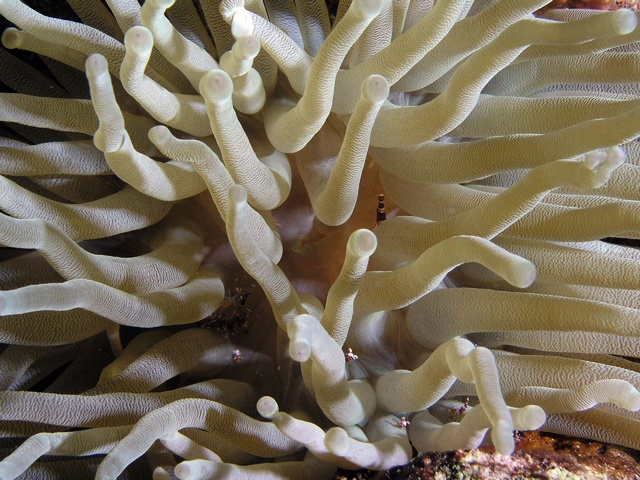 Shrimp in Anemone