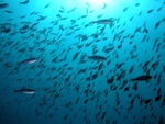 Schooling fish