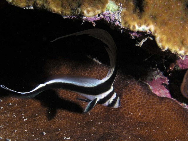 Juvenile Drum fish