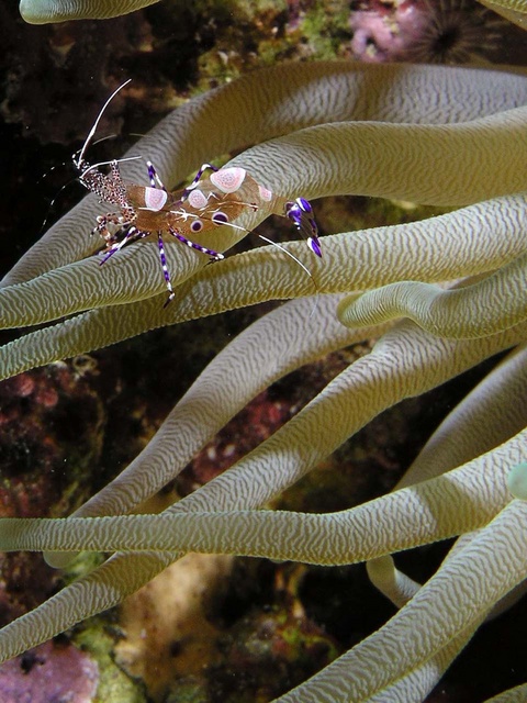 Anemone Shrimp