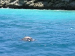 Mating Sea Turtles