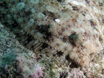 Peacock Flounder