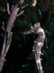 Sea Horse