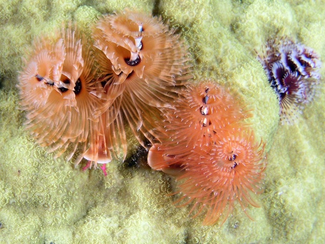 Christmas Tree Worms