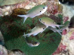 Green Chromis (Damsel)