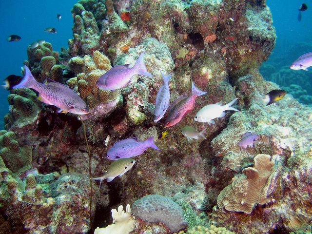 Reef fish