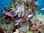 Reef fish