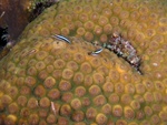 Gobies on Coral