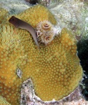 Blenny on Coral