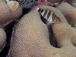 Hawk fish on Coral