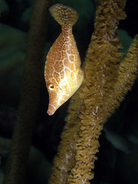 Filefish