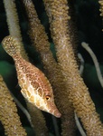 Filefish