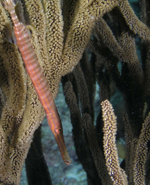 Trumpet fish