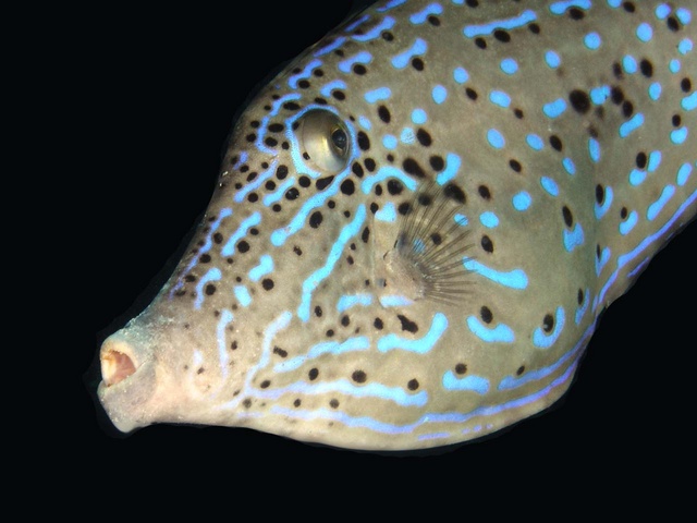 Filefish