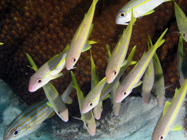 Schooling fish