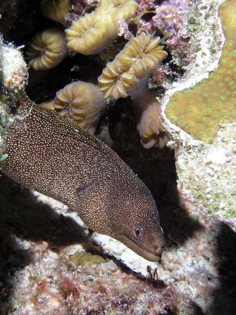 Moray Eel