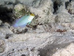 Yellow-headed Jawfish