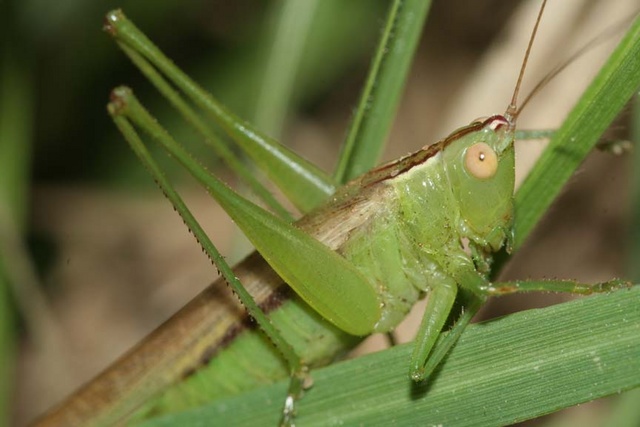 Green Grasshopper