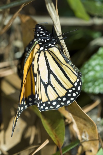 Monarch Butterfly