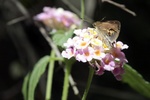 Butterfly on Flower