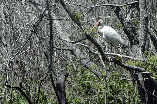 White Ibis