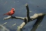 Cardinal with Seed