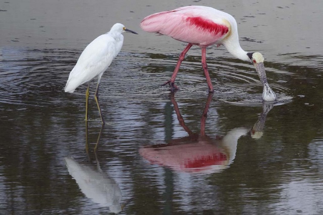 Rosetta Spoonbill w/ Egret