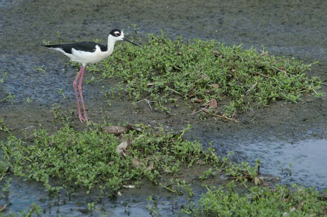 Black-necked Stilt